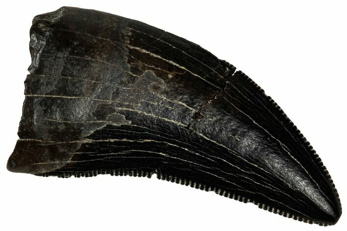 Serrated, Tyrannosaur (Nanotyrannus) Tooth - Montana #350376